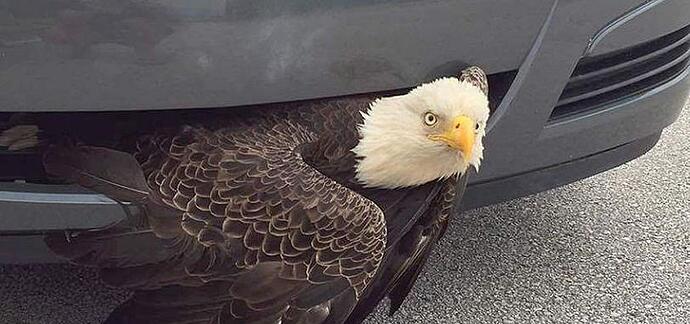 Eagle-vs-car