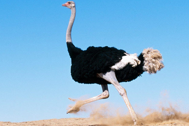 african-ostrich