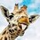 GiraffeMan